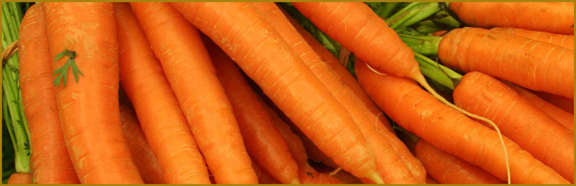 Kühnert Karottentrester